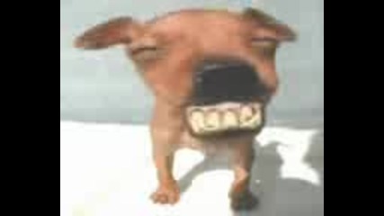 funy dogs.flv