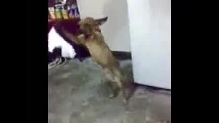 Куче играе хоро