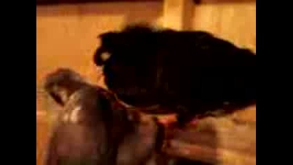 Video02 - ftori klip
