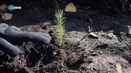 VOA технологии: Залесяване с дронове