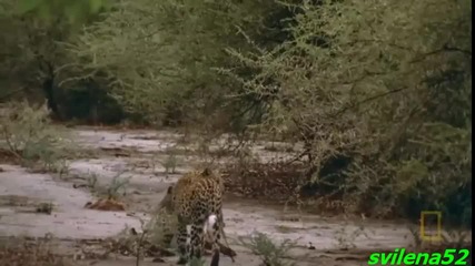 Nature & Animals part 2 (1080p Hd)
