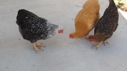 Лазер срещу кокошки