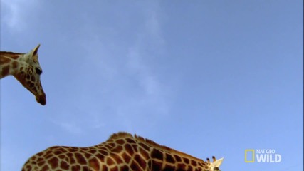 Слюнката на жирафа