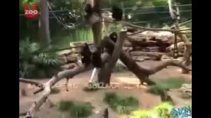 Маймуна ходи като човек 