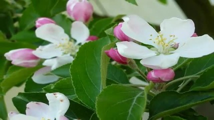 Long awaited Spring