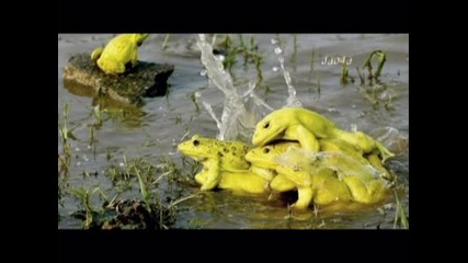 Тошко Тодоров - Тримата глупаци