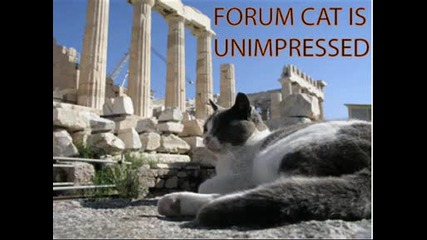 Луди Котки