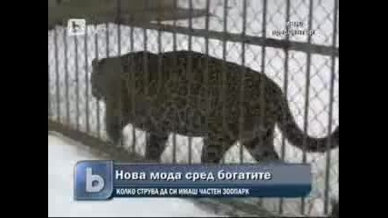 Tигри и ягуар намерени при операция Октопод