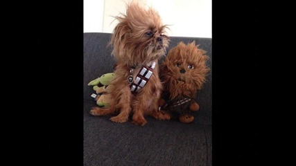 The force awakens-pets star wars
