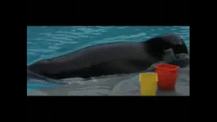 Free Willy music video