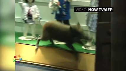 Дива свиня скита в търговски център в Хонконг