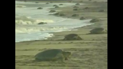 7 Wonders of India Olive Ridley Sea Turtles 