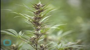 Canadian Supreme Court Broadens Legal Distinction of Medical Marijuana