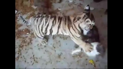 Тигър и коте си играят