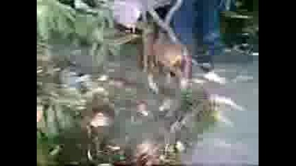 Видео001.3gp