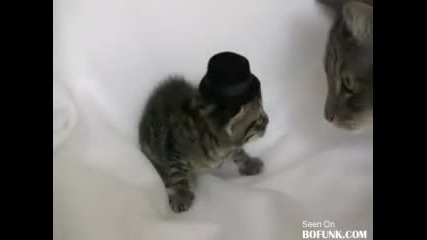 Котка мрази малки котенца с шапки ! 