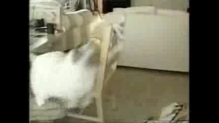 Funny Video Compilation