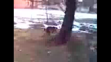 побеснели кучета 3 : бой за секс