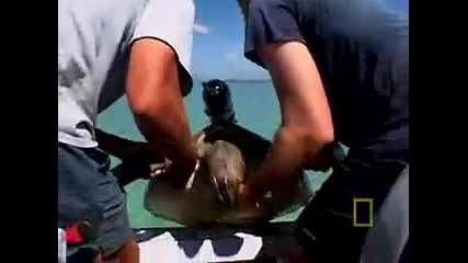 Tiger Sharks vs. Turtles