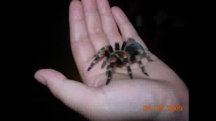 Снимки на добре отгледани тарантули