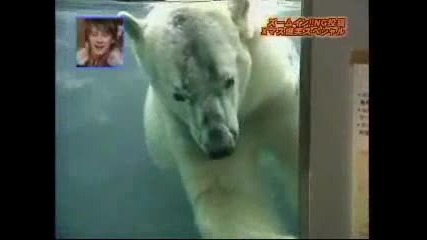 Мъжка полярна мечка си намери половинката. 