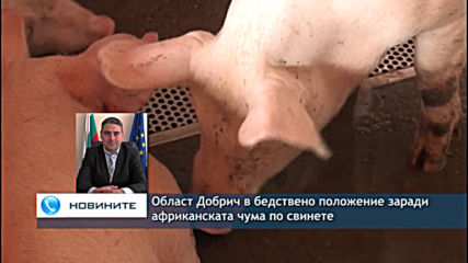 Област Добрич в бедствено положение заради африканската чума по свинете