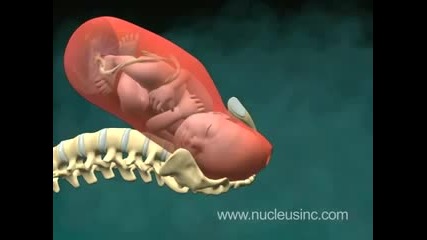 3d анимация на раждане на бебе