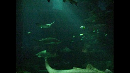 Акули плуват в басеин много впечетляващо