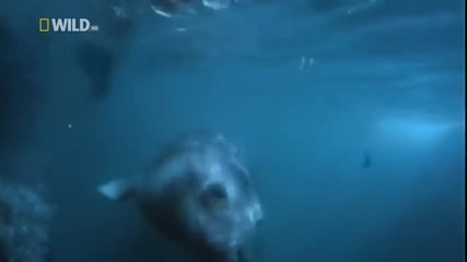 Супер хищници - Голямата бяла Акула