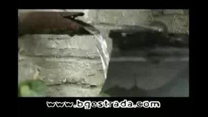 Мими Иванова - Зелената стара