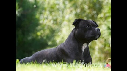 Английски Стафордширски Бул Териер / English Staffordshire Bull Terrier