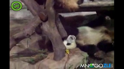 Panda huligan pikae vyrhu drugarche
