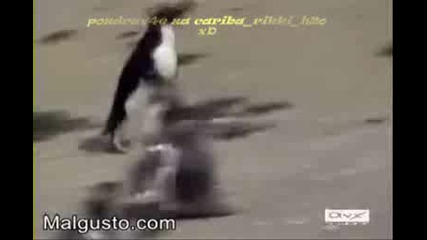 Поздравче За Cariba_rikki_h2o xD
