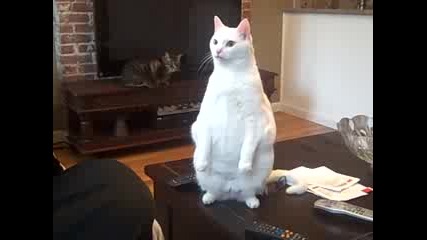 Дебела котка стои на два крака