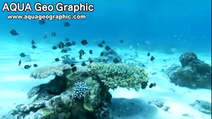 Коралови градини! Нещо невероятно!