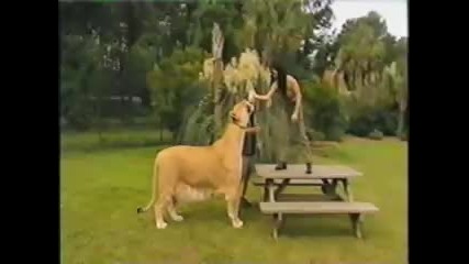 Liger on National Geographic Humanzee 
