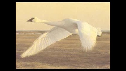 Flight Of The Swan - Prem Joshua