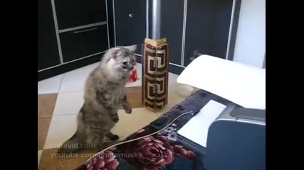Котка срещу принтер