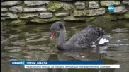 Черни лебеди - най-новата атракция в зоопарка във Варна
