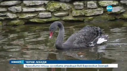 Черни лебеди - най-новата атракция в зоопарка във Варна