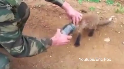 Войник спасява лисица