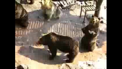 Забавни мечки 
