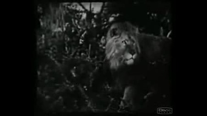 Lion Vs Tiger