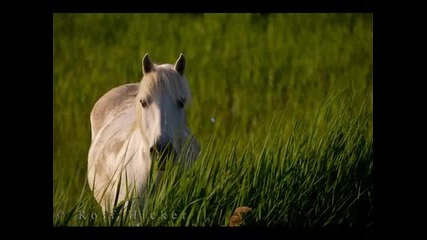pic of horses