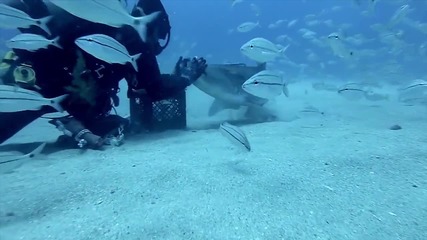 Смел водолаз гали тигрова акула