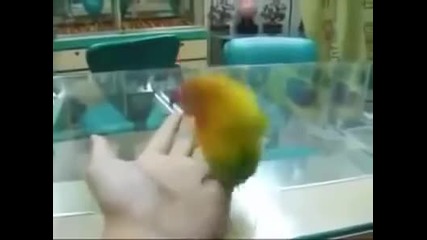 Защо не трябва да гледате порно в една стая с папагала си