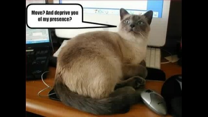 Снимки на смешни котета