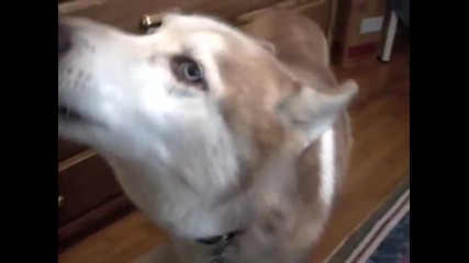 човек говори с куче смях