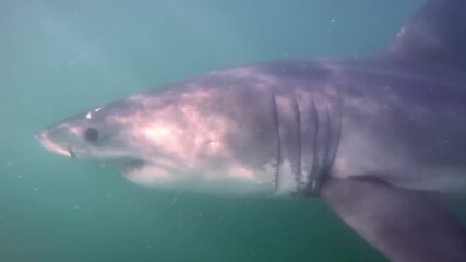 Какво кара големите бели акули да нападат хора?