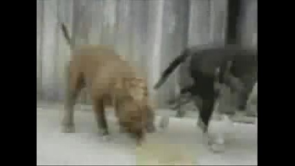Very Funny Animated Gifs 